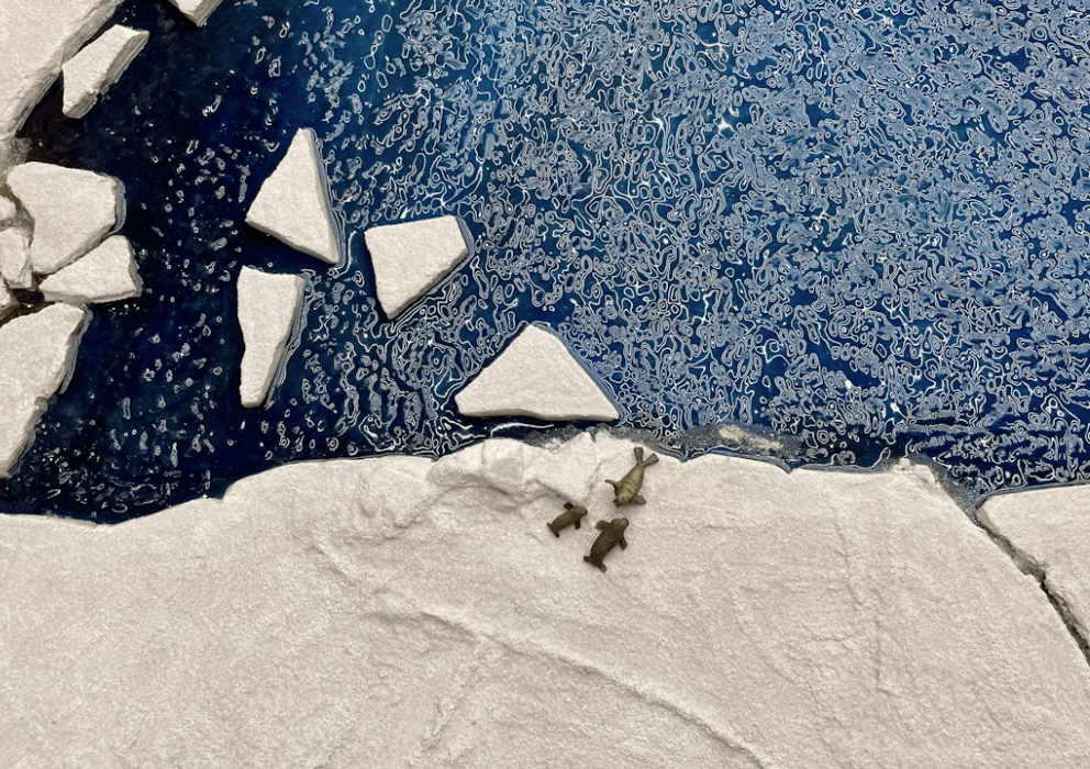 Arctic sea ice, ocean, and climate evolution, Science, Published 2023