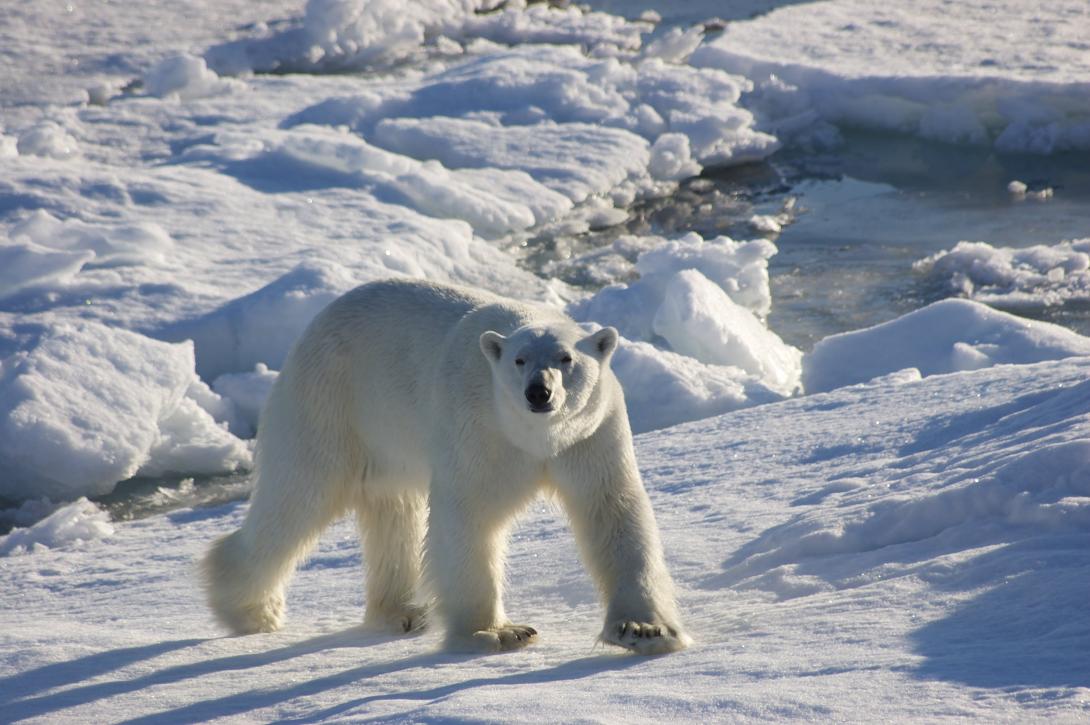 CANARI (Climate Change in the Arctic and North Atlantic Region and Impacts on the UK)