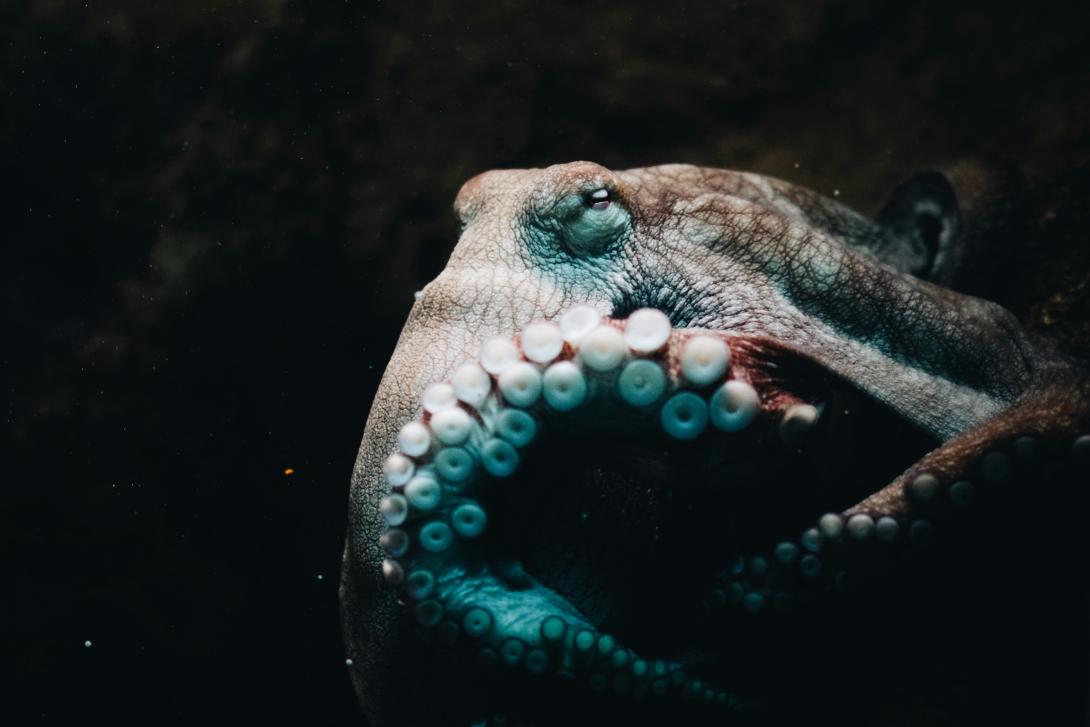 Creatures of the Deep